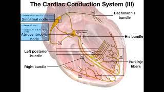 The Cardiac Conduction System