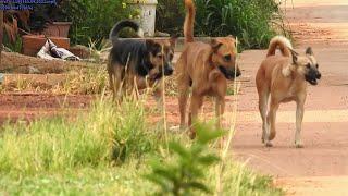 Labratony Retriever and Harricaty Black try Request Female Dog For Happy Life But .../ Dog TimeTV