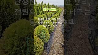 커페입구 주택입구에  둥근서양측백인 부시측백 특가분양중   #화성나무농장 #윈터가든팜#둥근서양측백 #둥근측백
