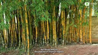 Unveiling the hidden secrets of bamboo forests 
