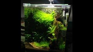 Fluval EBI Nano Shrimp Tank - low-tech