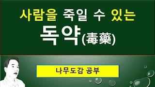 주목의 열매 : 사람을 죽일 수 있는 독약(毒藥) : 맹독성 임에도 새들이 안전한 이유? : 이용. 용도. 주목바둑판.