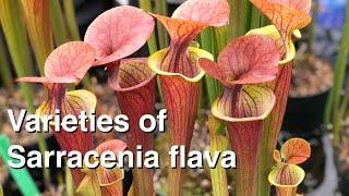 Six Varieties of Sarracenia flava to Add to Your Collection