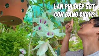 Lan phi điệp 5CT còn đáng chơi nữa không?