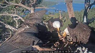 Afternoon, Jackie and Shadow bring dinner 16.06.2025 @FOBBVCAM