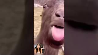 Cute baby riding a pig #cute #baby #pig #funny #cutebaby #cutebaby