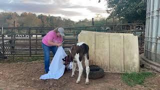 How'd You Dress Up That Cow?