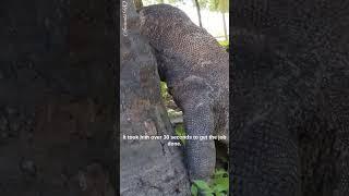 Animals Savage Moments – Komodo Dragon swallows Wild Boar’s Head