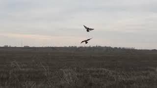 Peregrine falcon pursuit