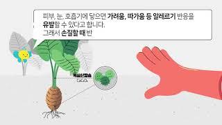 토란을 먹고 통증과 구토 증상이 있어요