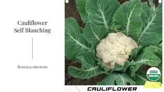 Cauliflower Self Blanching Seeds Snowball Brassica oleracea Organic Garden Vegetable Heirloom USA