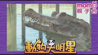 動物大明星 S1【鱷魚】第1季 第11集｜認識動物｜自然生態｜魚類｜爬蟲類｜昆蟲｜海洋生物｜哺乳類｜Animal big star｜兒童電視節目【親子台｜官方HD完整版】momokids