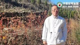 나무도사의농장을소개합니다#묘목구매및식재상담은나무도사가친절히상담해드립니다