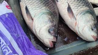 Amazing Big Katla fish in fishmarket