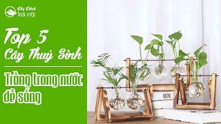 Top 5 loại Cây cảnh thuỷ sinh, cây trồng trong nước dễ sống được ưa chuộng nhất