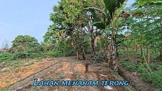 Persiapan Lahan Untuk Tanaman Terong