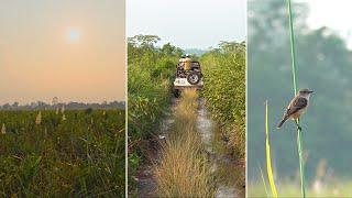 Bhuyanpara Safari Zone in Manas National Park, Assam, India | Eastern range, Manas NP