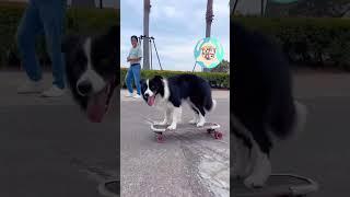 Chien skateur Pro vous souhaite une bonne semaine ! #chiens #skateboard #doglover #funny #chien