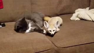 I Got a Foster Puppy & My Fox Was NOT HAPPY