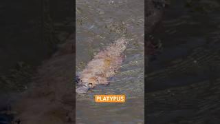 The Astonishing Platypus