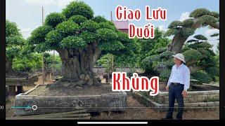 Nhiều cây duối già cổ lần đầu tiên ghi hình tại xã Tân Quang Lục ngạn Bắc Giang kết nối giao Lưu