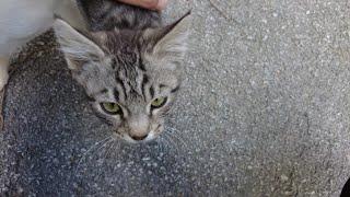 Cute Gray Stray  Cat Always Affectionate