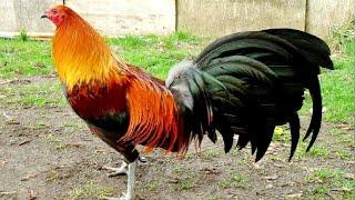 ROOSTER CROWING VIDEOS  ROOSTER SOUND  BEST