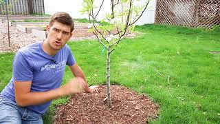 Top 3 Mistakes Made When Mulching Trees