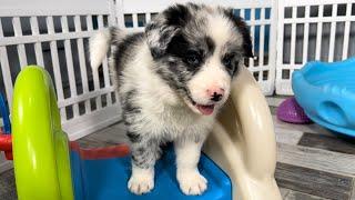 Border Collie Puppies | Cute and Hilarious Playtime | #bordercollie #bordercolliepuppy #bluemerle