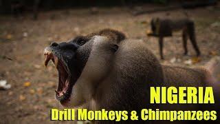 Nigeria Afi Mountain Drill Ranch - Drill Monkeys and Chimpanzees (23/53)