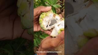 crusted apple mese paise #vinodfarmer #viral #shorts