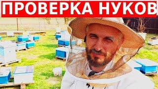 Думал это нуклеусы, а это уже семьи / Ревизия 2-х местных нуков/сибирский пчелоблог