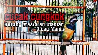 Burung Cucak Cungkok Gacor | Idaman Kicau Mania