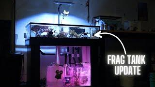 Frag Tank Update - Adding an AI Blade Refugium to the Sump!