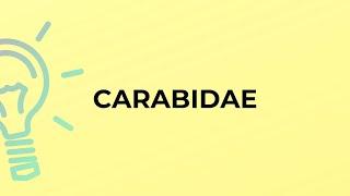 What is the meaning of the word CARABIDAE?