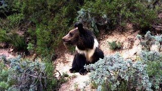 Yushu Series | Episode 6: Roaming bears