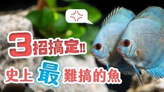 熱帶魚之王該怎麼養！