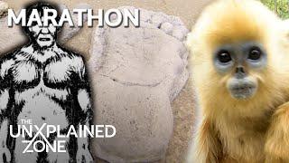 TOP 3 WILDEST CREATURES ON THE LOOSE *Marathon* | MonsterQuest | The UnXplained Zone