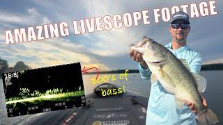 Catching HUGE bass with LIVESCOPE! (AMAZING FOOTAGE)