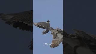 When a Pelican gets flipped by a Peregrine Falcon. #falcons #peregrinefalcon #birdsofyoutube