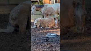 Lazy Holiday!! #horses #equine #equestrian #ponies #thanksgiving #farm #country #explore #animals