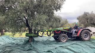 SICMA TLX100 at work ............. OLIVES FALLING!!