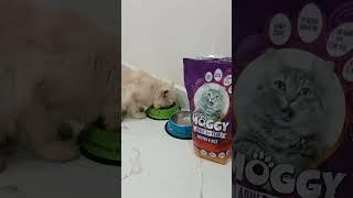 moggy | cat's favourite food