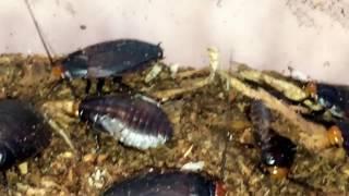 Red-Head Roaches