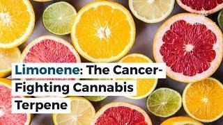 Limonene: The Cancer-Fighting Cannabis Terpene