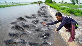 Awesome Fishing on the road - Flooding Coming & Catching A lot Catfish Using Hands Fishing