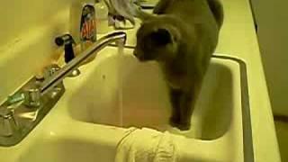 cat drinking from sink.