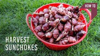 HOW TO harvest sunchokes