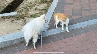 동동이 vs 고양이 (2탄)