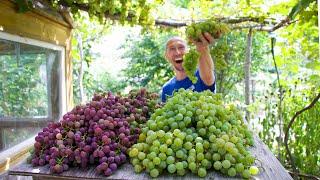 Epic September Backyard Garden Harvest 